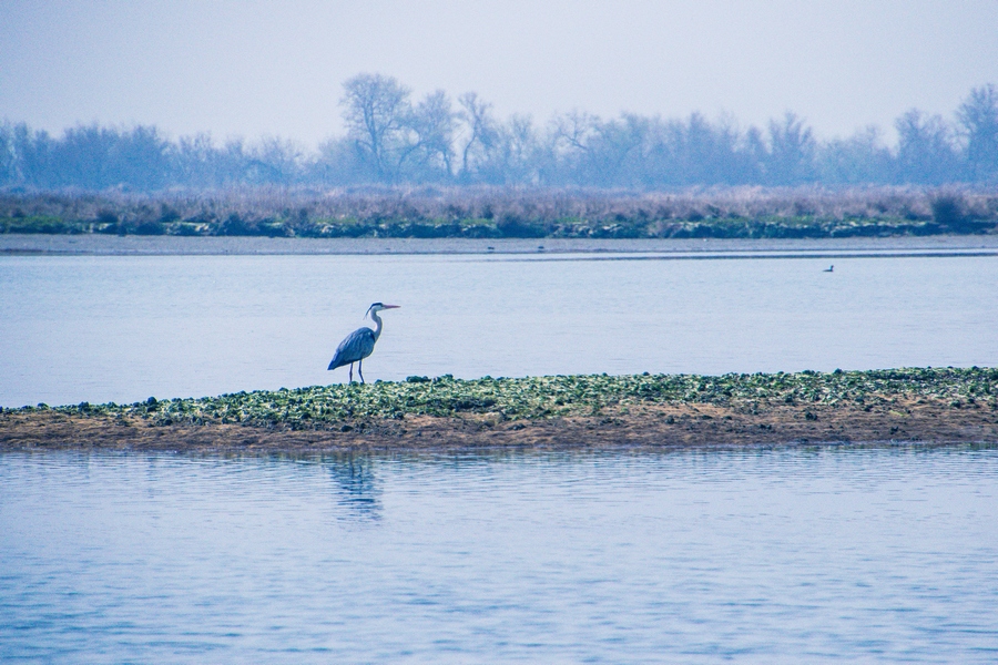 delta del po bird wacting oasi
