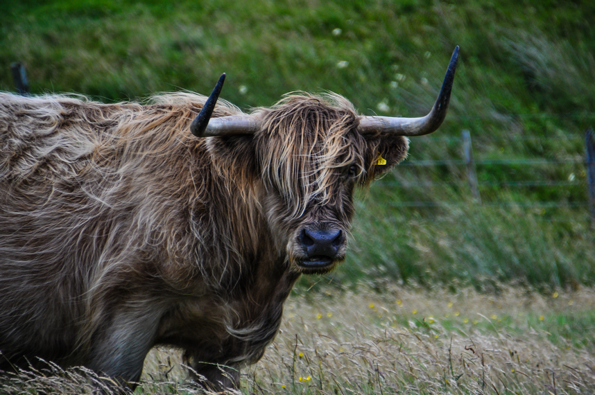 La razza bovina Highlander soprannominata mucca col ciuffo, originaria del luogo, e ora diffusa in tutto il mondo