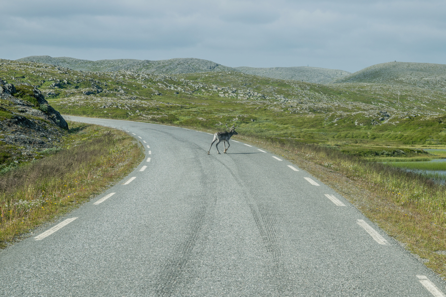 attraversamento renne